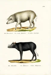 Hausschwein, 1824